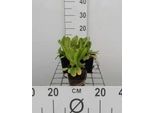6 X Primula Dent. Ruby' - Primula A Palla - Vaso 9 X 9 Cm