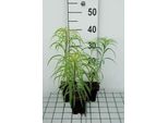 6 X Helianthus Salicifolius - Girasole - Vaso 9 X 9 Cm