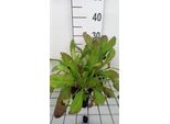 6 X Dipsacus Fullonum - Dipsacus - Vaso 9 X 9 Cm