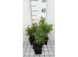 6 X Helenium Hybr. 'Double Trouble' - Sonnenbraut - Topf 9 X 9 Cm