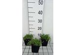 6 X Sedum Album - Foglia Grassa - Vaso 9 X 9 Cm