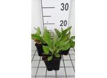 6 X Rudbeckia Fulg. 'Speciosa' - Cavolfiore - Vaso 9 X 9 Cm