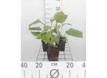 6 X Echinacea Purpurea - Fiore Di Conifera - Vaso 9 X 9 Cm