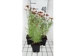 6 X Coreopsis Vert. 'Ladybird' - Occhio Di Ragazza - Vaso 9 X 9 Cm