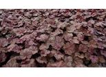 6 X Heuchera Hybr. 'Beaujolais'® - Campanula Viola - Vaso 9 X 9 Cm