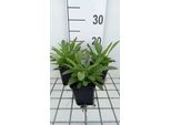 6 X Coreopsis Grand. 'Sonnenkind' - Occhio Di Ragazza - Vaso 9 X 9 Cm