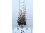 6 X Heucherella Hybr. 'Quicksilver'® - Fiore Di Schiuma Bastarda - Vaso 9 X 9 Cm