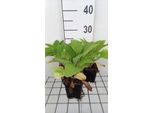 6 X Digitalis Hybr. 'Pam's Choice' - Fingerhut - Topf 9 X 9 Cm