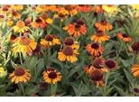 6 X Helenium Hybr. 'Short'n Sassy' - Sonnenbraut - Topf 9 X 9 Cm