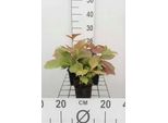 6 X Rodgersia Pod. 'Brownleaf' - Foglia Di Stelle - Vaso 9 X 9 Cm