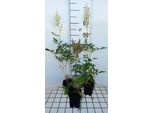 6 X Astilbe (A) 'Weisse Gloria' - Magnifica Spirea - Vaso 9 X 9 Cm