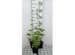 6 X Delphinium (B) 'Cliveden Beauty' - Delphinium - Vaso 9 X 9 Cm