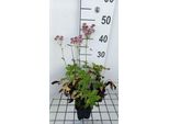 6 X Astrantia Major 'Rosea' - Ombrello A Stella - Vaso 9 X 9 Cm