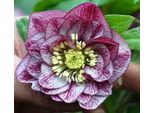 6 X Helleborus Or. 'Double Ellen Picotee' - Rosa Nana - Vaso 9 X 9 Cm