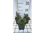 6 X Teucrium Cham. Nanum' - Gamander - Vaso 9 X 9 Cm