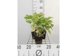 6 X Stachys Grandiflora 'Superba' - Erba - Vaso 9 X 9 Cm