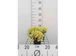 6 X Sedum Acre 'Elegans' - Foglia Grassa - Vaso 9 X 9 Cm
