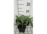 6 X Erigeron Spec. 'Grandiflorus' - Raggio Fine - Vaso 9 X 9 Cm