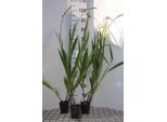 6 X Crocosmia Hybr. 'Lucifer' - Crocosmia - Vaso 9 X 9 Cm