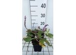 6 X Salvia Sylv. 'Serenade' - Muschio Stellato - Vaso 9 X 9 Cm