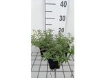 6 X Helianthemum Hybr. 'Wisley Primrose' - Girasole - Vaso 9 X 9 Cm