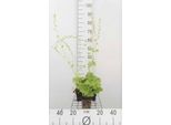 6 X Tellima Grandiflora - Radice Di Falsa Mandragola - Vaso 9 X 9 Cm