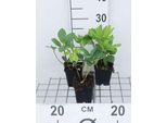 6 X Helleborus Niger - Rosa Di Natale - Vaso 9 X 9 Cm