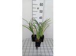 6 X Hemerocallis Hybr. 'El Desperado' - Daylily - Vaso 9 X 9 Cm
