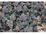 6 X Heuchera Hybr. 'Binoche'® - Campanula Viola - Vaso 9 X 9 Cm