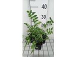 6 X Galega Officinalis - Galega - Vaso 9 X 9 Cm