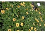 6 X Echinacea Purp. 'Aloha'® - Fiore Di Conifera - Vaso 9 X 9 Cm