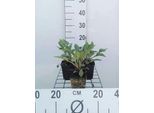 6 X Echinacea Purp. 'J.S.Roho'® - Fiore Di Conifera - Vaso 9 X 9 Cm