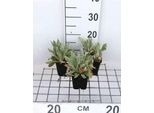 6 X Lychnis Chal. 'Alba' - Garofano Luminoso - Vaso 9 X 9 Cm