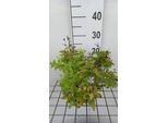 6 X Campanula Lact. 'Senior' - Menta Di Montagna - Vaso 9 X 9 Cm