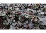 6 X Heuchera Hybr. 'Black Pearl'® - Campanula Viola - Vaso 9 X 9 Cm