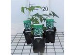 6 X Helleborus Or. 'White Lady' - Lenzrose - Vaso 9 X 9 Cm