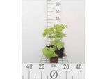 6 X Phlomis Tuberosa - Erba Di Fuoco - Vaso 9 X 9 Cm