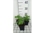6 X Fragaria Vesca 'Alexandria' - Fragola Di Bosco - Vaso 9 X 9 Cm