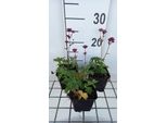 6 X Astrantia Major 'Star Of Love' - Ombrello A Stella - Vaso 9 X 9 Cm