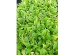 6 X Symphytum Rubrum - Comfrey - Vaso 9 X 9 Cm