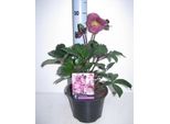 6 X Helleborus Hybr. 'Anna's Red' - Helleborus - Vaso 9 X 9 Cm