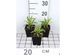 6 X Helenium Hybr. 'Rubinzwerg' - Sonnenbraut - Topf 9 X 9 Cm