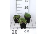 6 X Gypsophila Repens 'Alba' - Gypsophila - Vaso 9 X 9 Cm