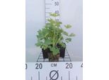 6 X Delphinium (P) 'Galahad' - Delphinium - Vaso 9 X 9 Cm