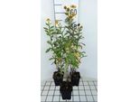 6 X Helenium Hybr. 'Kanaria' - Sposa Al Sole - Vaso 9 X 9 Cm