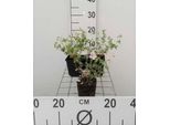 6 X Geranium Sang. 'Striatum' - Cranesbill - Vaso 9 X 9 Cm