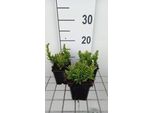 6 X Lithodora Dif. 'Alba' - Scheinsteinsame - Topf 9 X 9 Cm