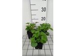6 X Campanula Takesimana - Menta Di Montagna - Vaso 9 X 9 Cm