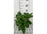 6 X Bergenia Hybr. 'WinterglöD' - Pseudodictamnus - Topf 9 X 9 Cm