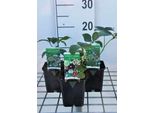 6 X Helleborus O. Misto/Mix - Rosa Lenticchia - Vaso 9 X 9 Cm